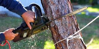 Best Tree Removal Services  in West Pensacola, FL